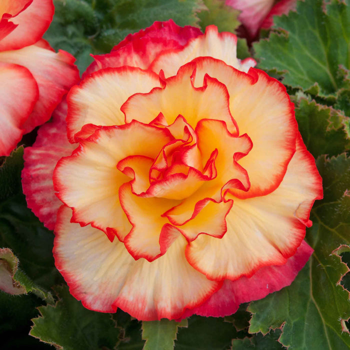 Begonia 'Majestic Sunburst'