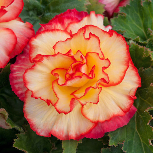 Begonia 'Majestic Sunburst'