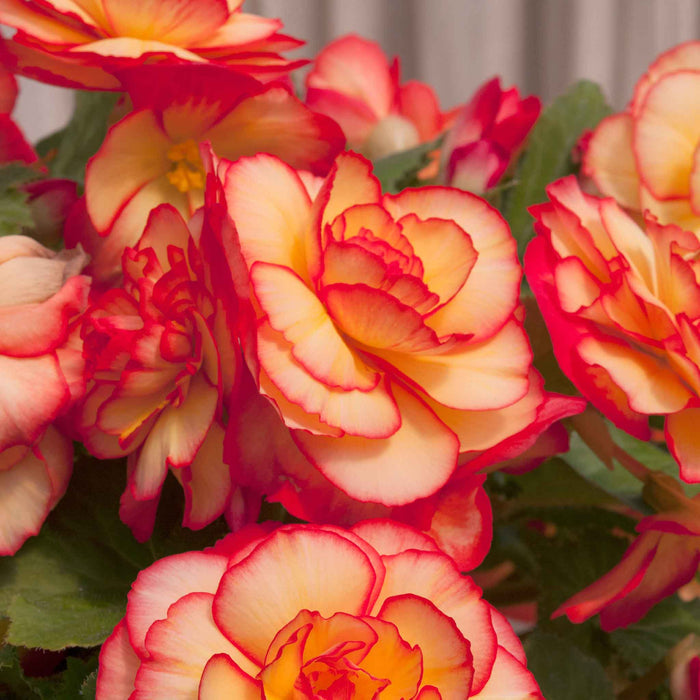 Begonia 'Majestic Sunburst'