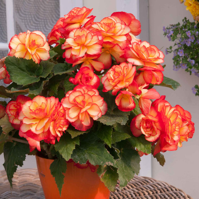 Begonia 'Majestic Sunburst'