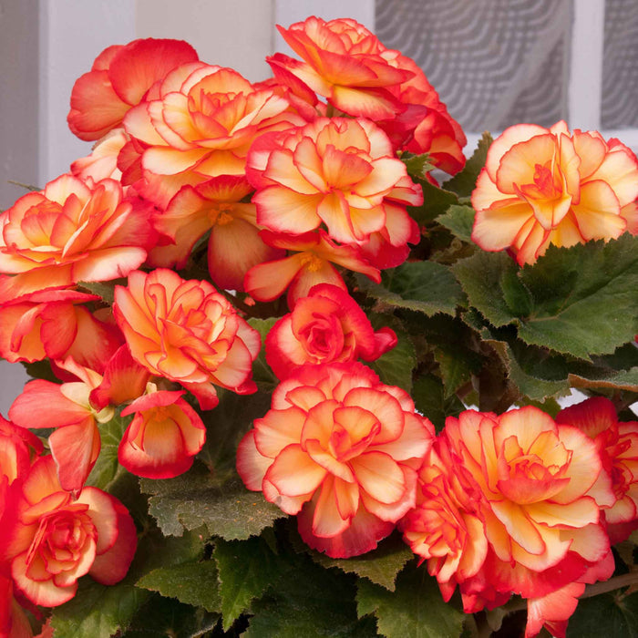 Begonia 'Majestic Sunburst'