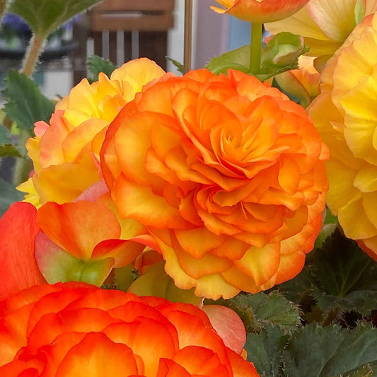 Begonia 'Nonstop Flame'
