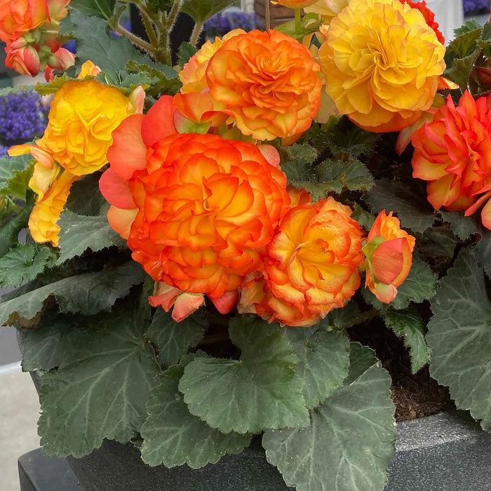 Begonia 'Nonstop Flame'