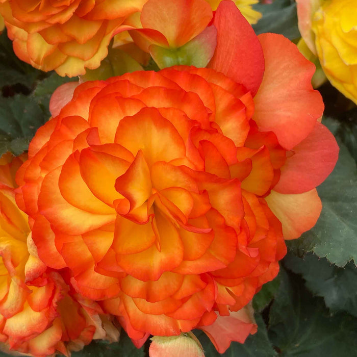 Begonia 'Nonstop Flame'