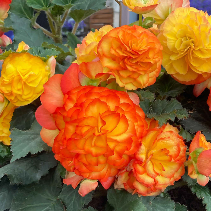 Begonia 'Nonstop Flame'