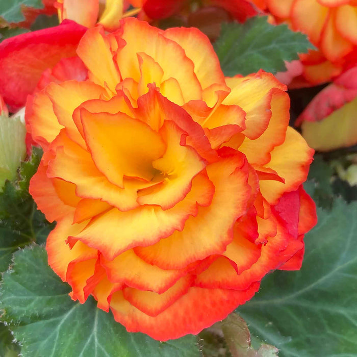 Begonia 'Nonstop Flame'