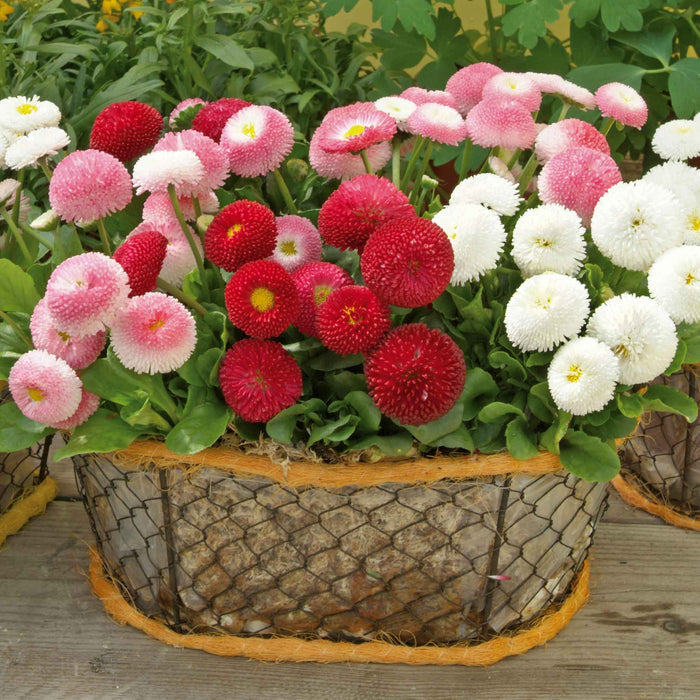 A wire mesh planter basket filled with pink, red, and white Belissima flowers with green foliage, placed on a wooden surface.