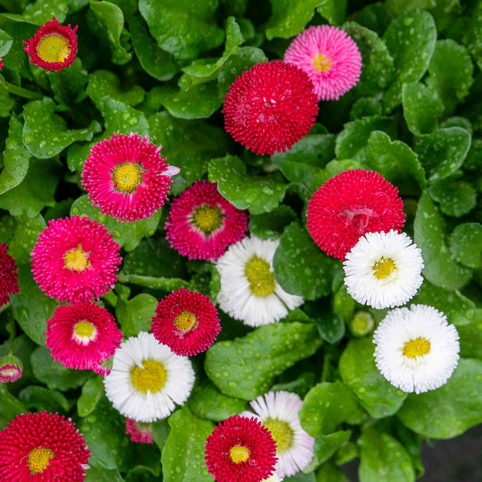 Close-up of pink, red, and white Bellis bellisima flowers with green leaves covered in dew.