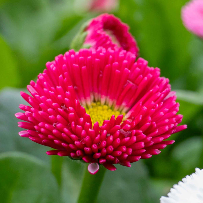 Macro close up of red bellis flower showing hundreds of tiny petals and yellow centre.