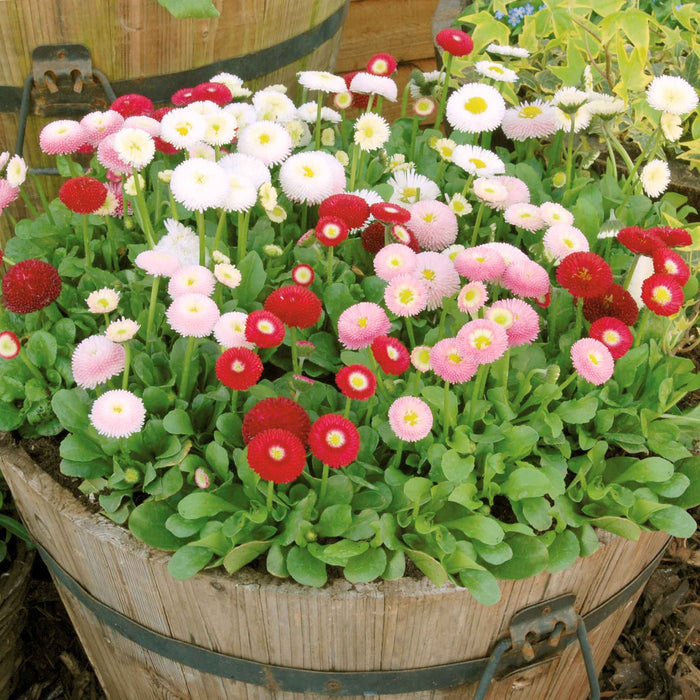 A wooden barrel planter filled with dense bedding flowers, including pink, red, and white daisies with green foliage, photographed outdoors.