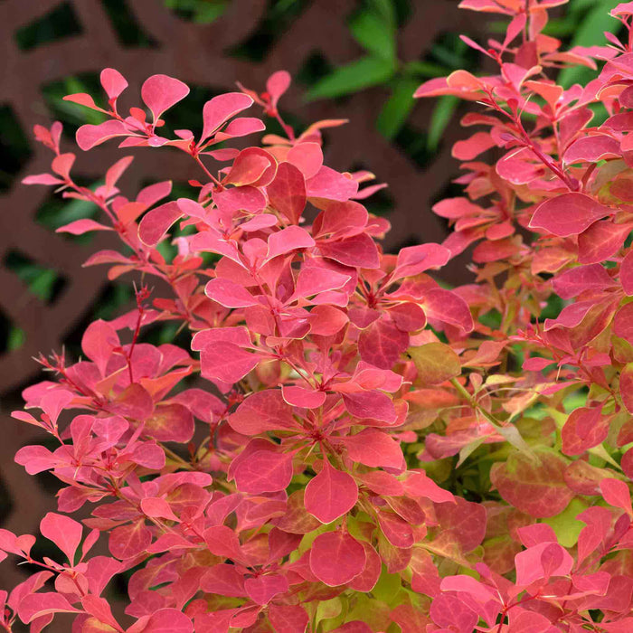 Berberis 'Orange Ice'
