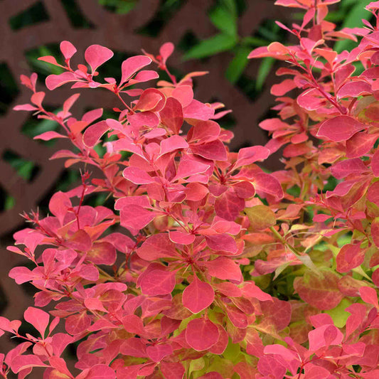 Berberis 'Orange Ice'