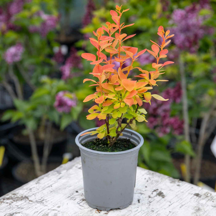 Berberis Orange Ice - 9cm Pot