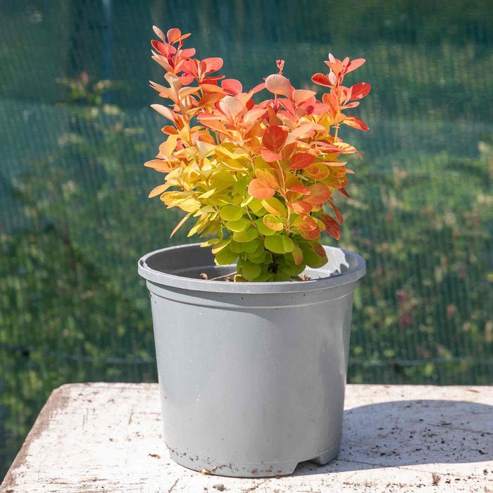 Berberis 'Orange Ice'