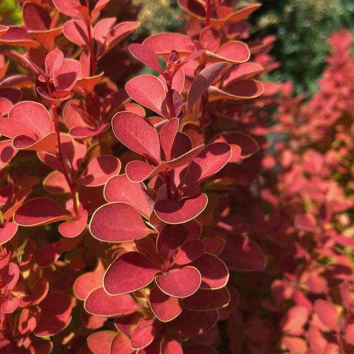 Berberis 'Orange Ice'