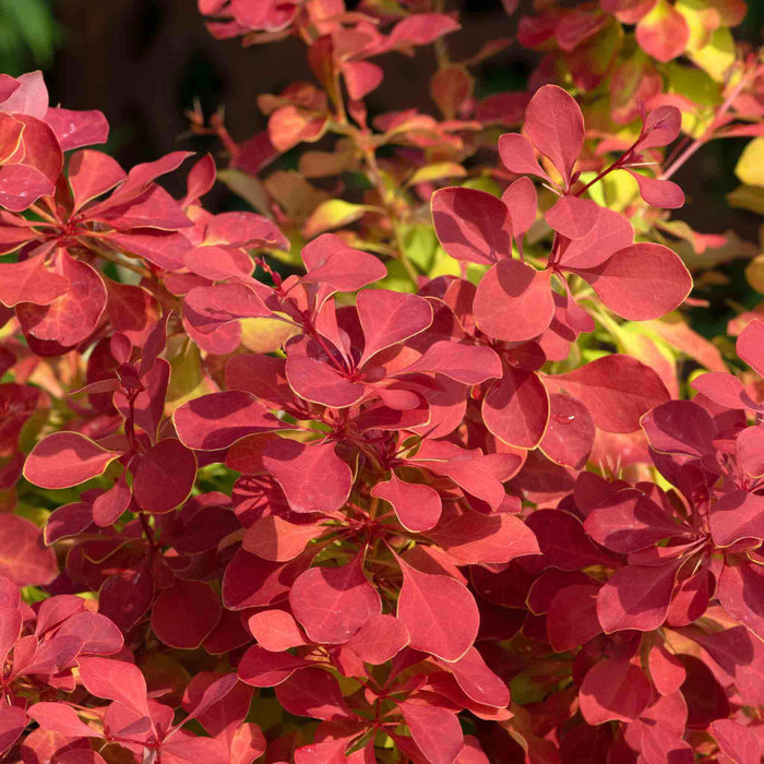 Berberis 'Orange Ice'