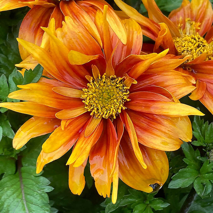 Bidens 'Bee Happy Double Orange'