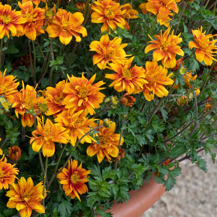 Bidens 'Bee Happy Double Orange'