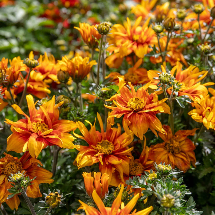 Bidens 'Bee Happy Double Orange'