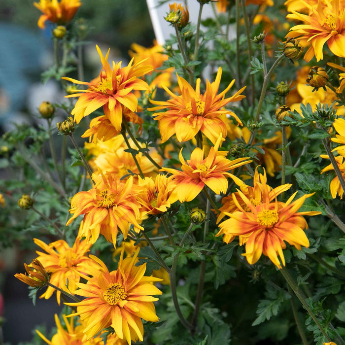 Bidens 'Bee Happy Double Orange'