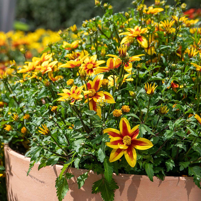 Bidens 'Blazing Star'
