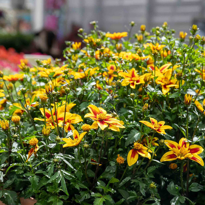 Bidens 'Blazing Star'