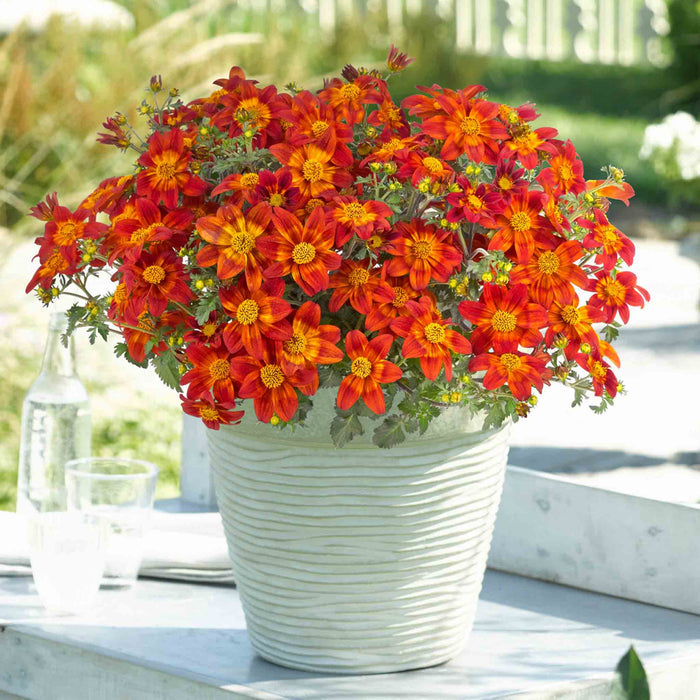Bidens Collection