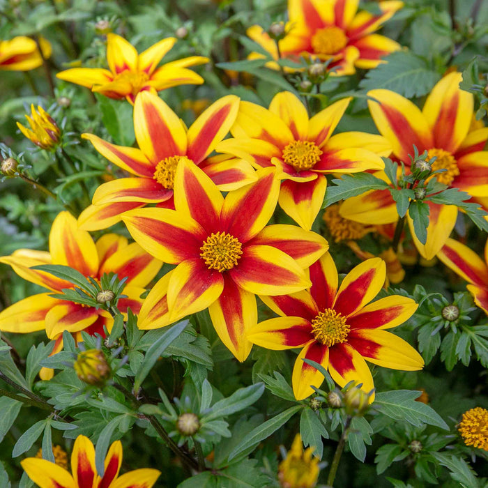 Bidens Collection