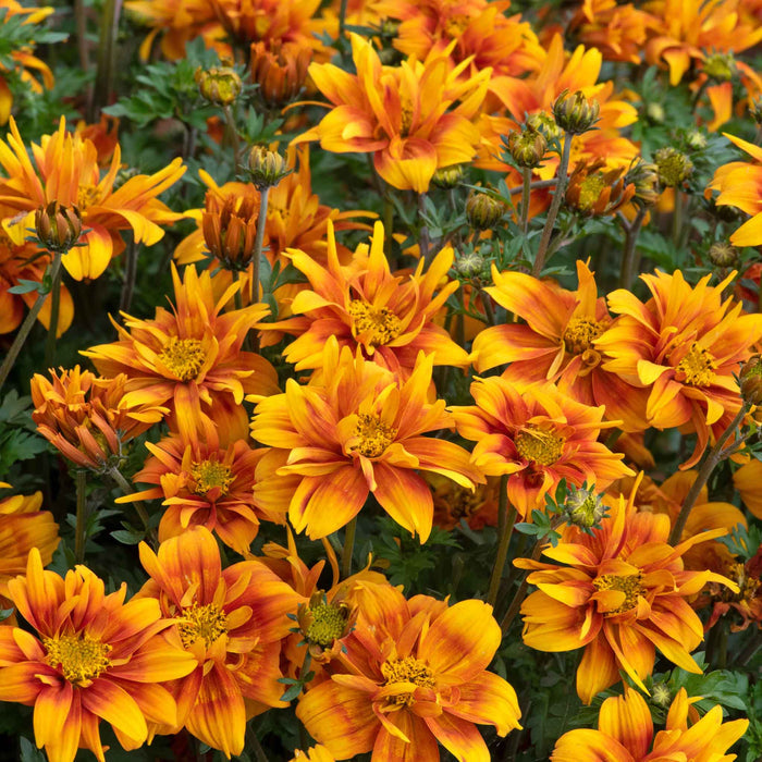 Bidens Collection