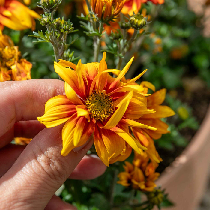Bidens Collection