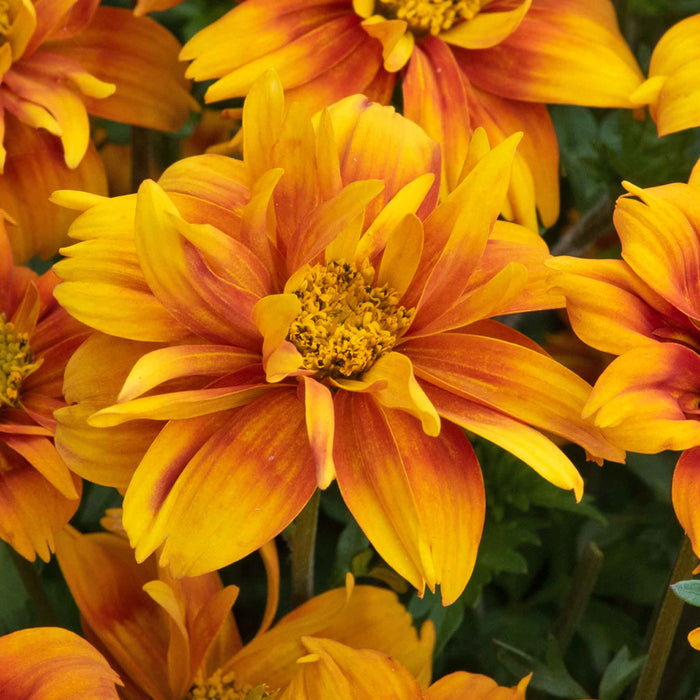 Bidens Collection