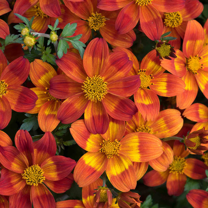 Bidens Collection