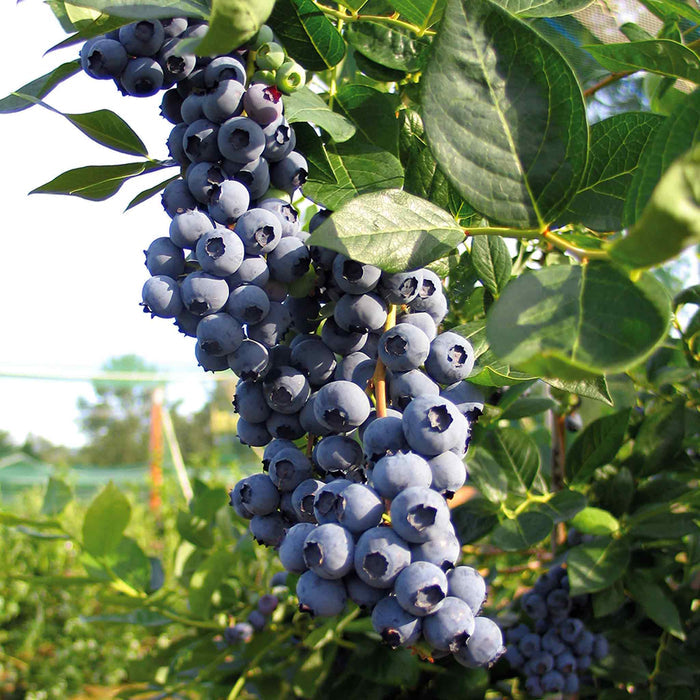 Blueberry 'Duke'