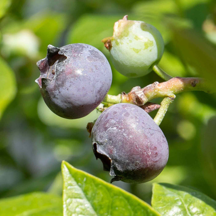 Blueberry 'Duke'