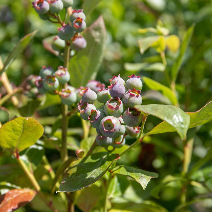 Blueberry 'Duke'