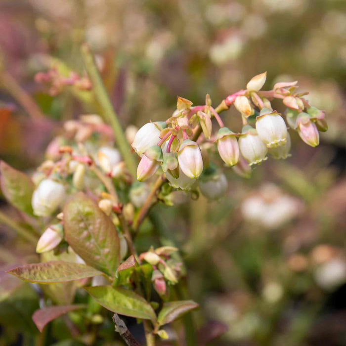 Blueberry 'Duke'