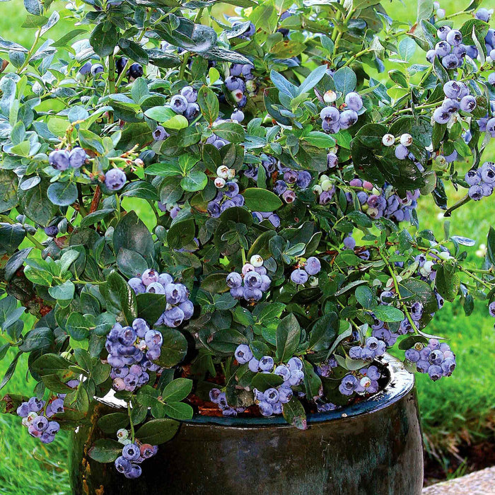 Blueberry 'Northcountry'