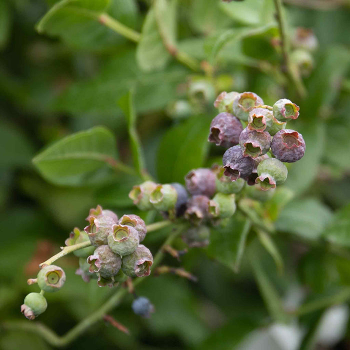 Blueberry 'Northcountry'