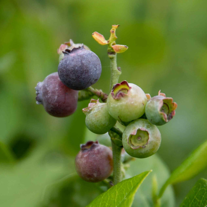 Blueberry 'Northcountry'