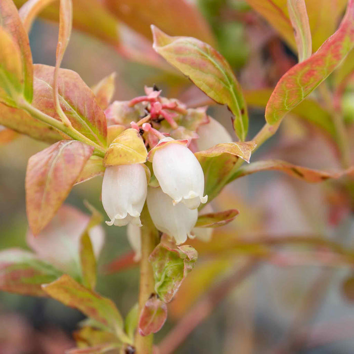Blueberry 'Northcountry'