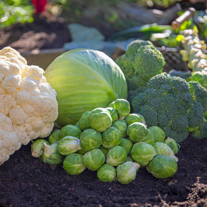 Brassica 'Club Root Resistant Collection'