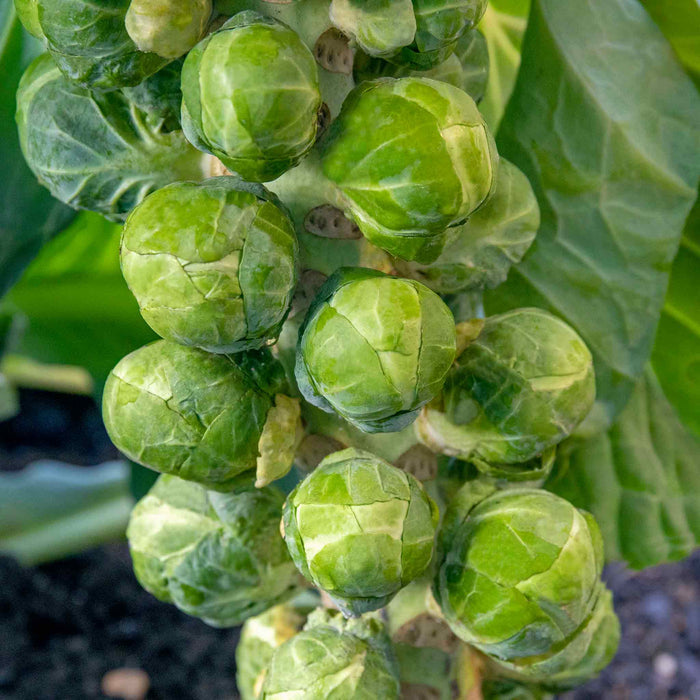 Brassica 'Club Root Resistant Collection'