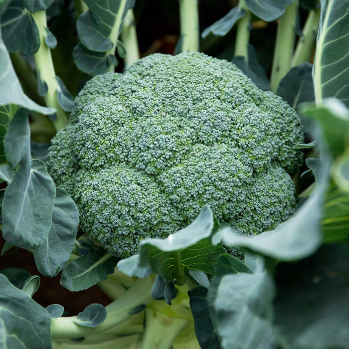 Brassica 'Club Root Resistant Collection'