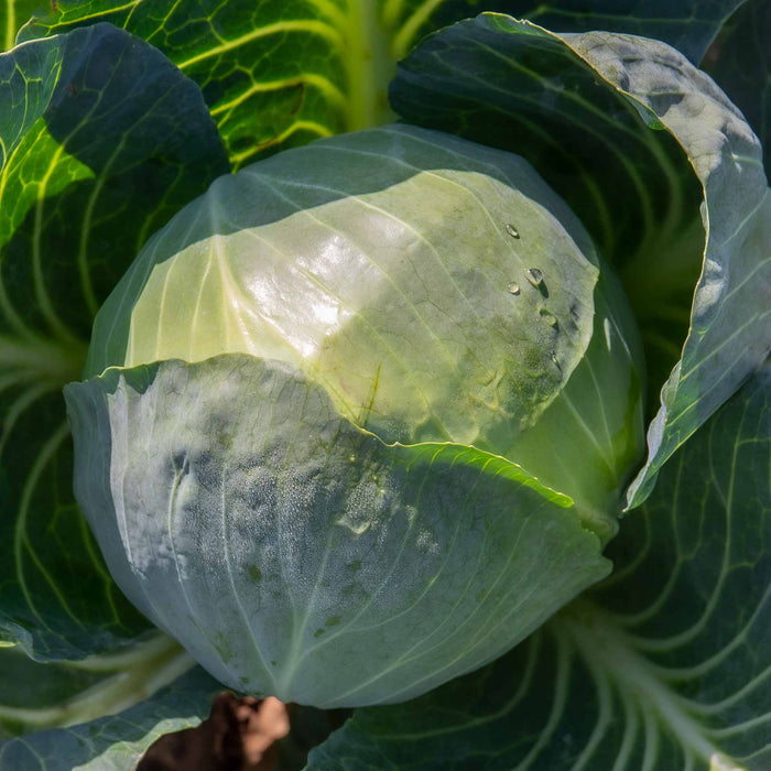 Brassica 'Club Root Resistant Collection'