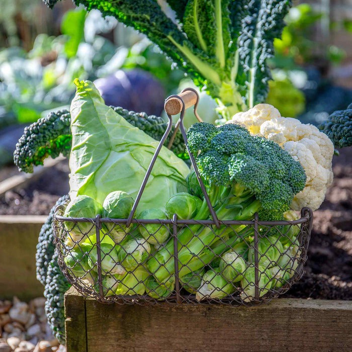 Brassica 'Extra Early Collection'