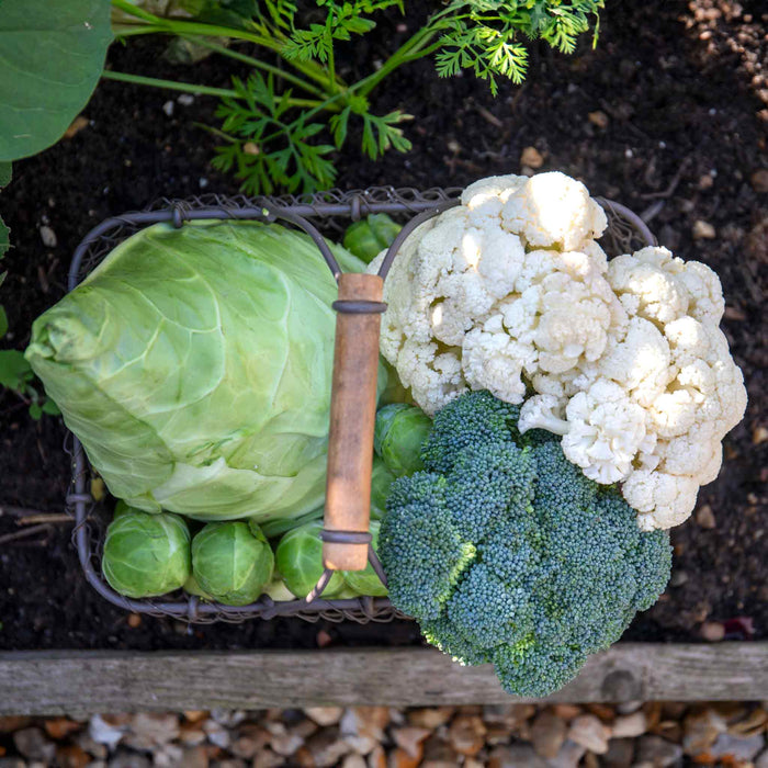 Brassica 'Extra Early Collection'