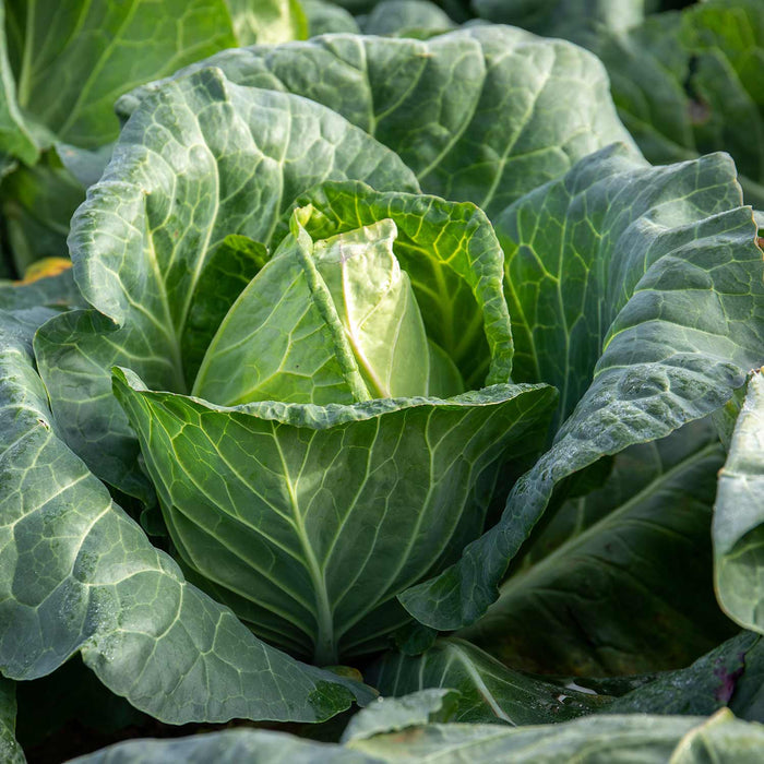 Brassica 'Extra Early Collection'