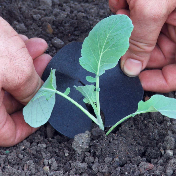Brassica 'Extra Early Collection'