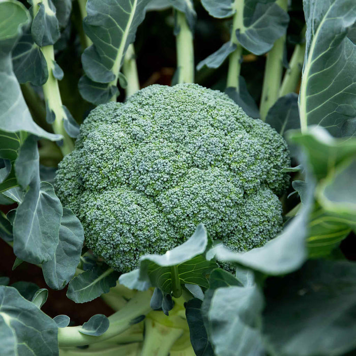 Brassica 'Extra Early Collection'