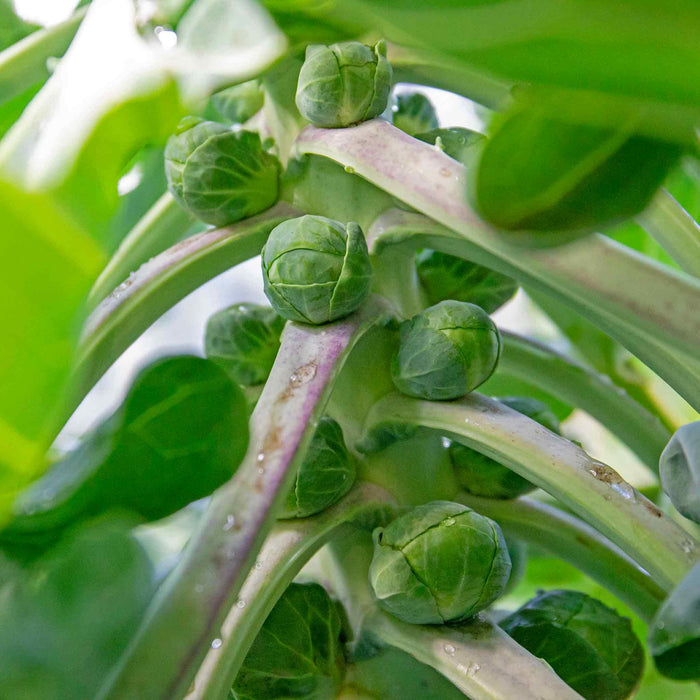 Brassica 'Extra Early Collection'